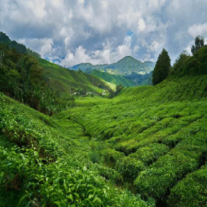 Tea Plantation & Hill Country Tours