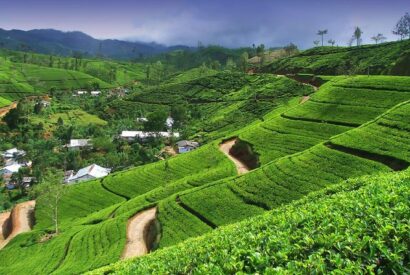 Nuwaraliya tea