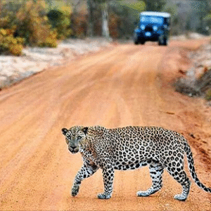 Wildlife Tours