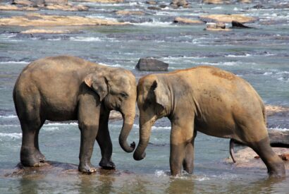 elephants